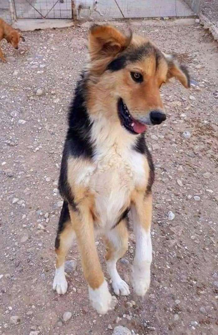 Ymithos ein wundervoller Hund findet nach 1,5 Jahren Shelter sein Glück. Alles Liebe 🤠