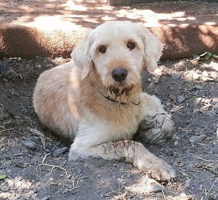 Zuccero Geboren Juli 2014 55cm 20,5kg kastriert  Am 29.7.22 verliert er sein Frauchen und Zuhause. Glücklich als Wandertouren Hund im Allgäu vermittelt🐾🐾
