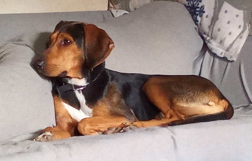Lucky/Willi Ein toller Hund geht nun mit einer liebevollen Familie durchs Leben😃