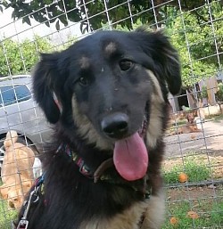 Cora