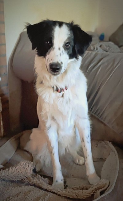 Amira geb. 22.2.23, 61cm, 27kg, kastriert