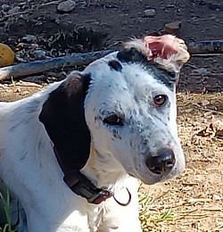 Ethia
