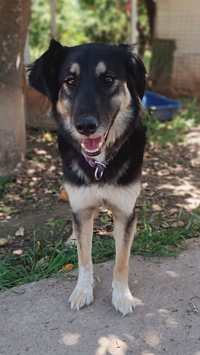 Cora