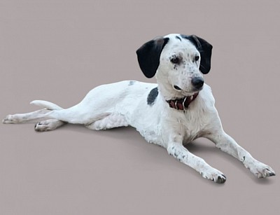 Geboren 05/05/2024, Hündin, 50cm, 16kg, kastriert