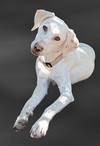 Geboren 05/05/2025, Hündin, 18kg, 54cm, kastriert