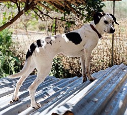 Ethia