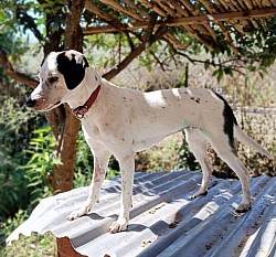 Ethia