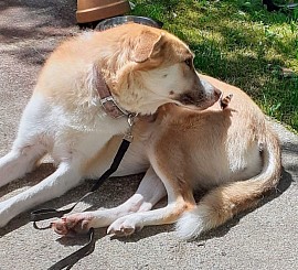 Olivia/ Nala September 2021, glücklich in Todenbüttel
