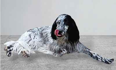 Geboren Mai 2021 50cm 14,2kg, kastriert