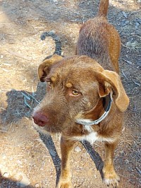 Bruno