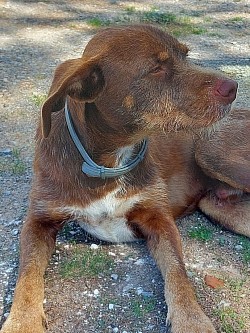 Bruno
