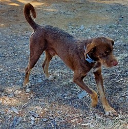 Bruno