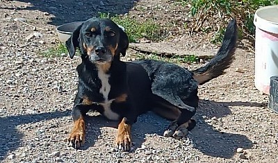 Diamant * 2018, 45cm, kastriert