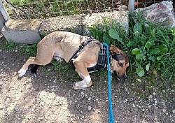 Mandy mag nicht laufen mittlerweile geht auch dass schon Besser