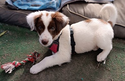 Muffin geb. 10/2025, 30cm, 3,5 kg