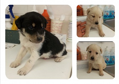 Erwartete Endgröße 50/55cm