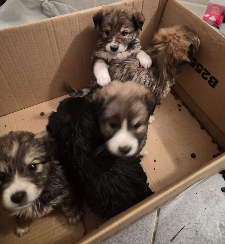 In der Mülltonne gefunden, 3R+3H