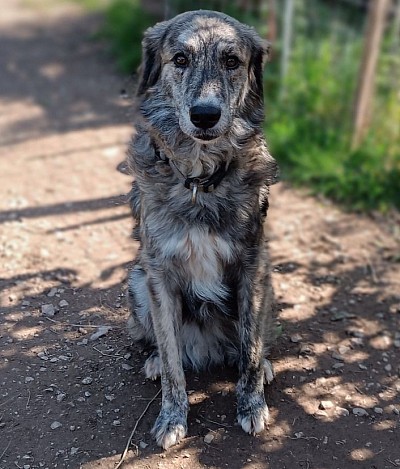 Helios