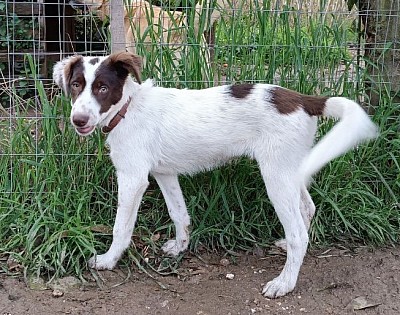 14.1-28cm, 3,5 kg * 10.2-32cm, 5,4kg