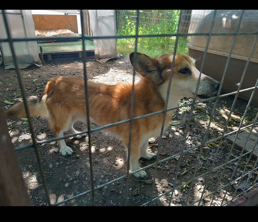 Corbi sucht dringend ein Zuhause