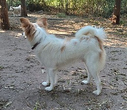 Stoupi