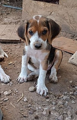 Rüde