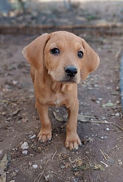 Rüde